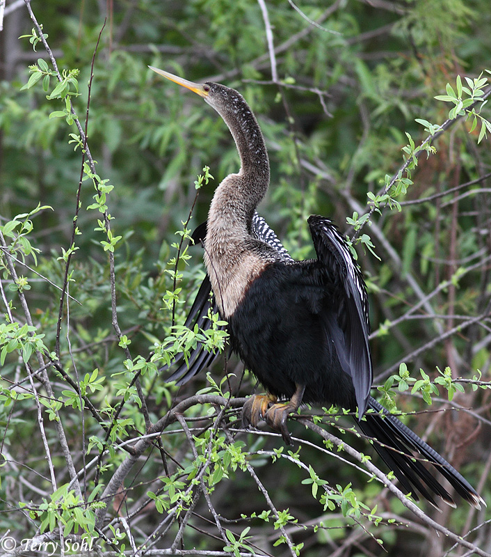 Anhinga - Anhinga anhinga