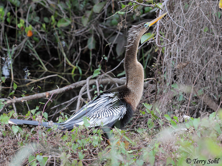 Anhinga - Anhinga anhinga