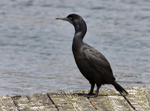 Brandt's Cormorant 1