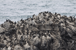Brandt's Cormorant 1