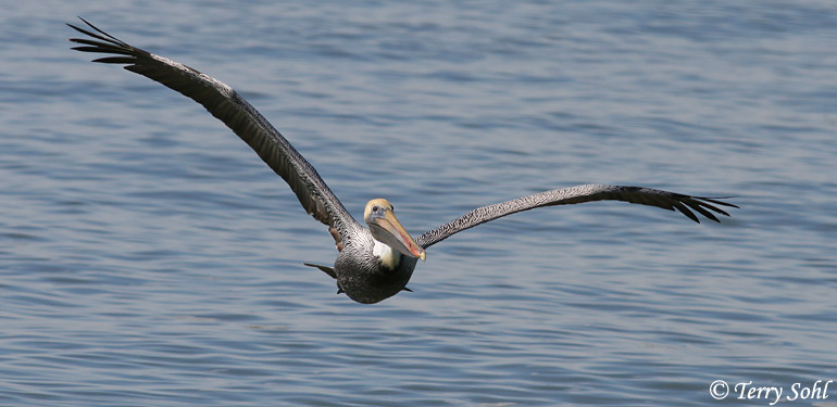Brown Pelican in Flight - Pelecanus occidentalis