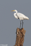 Great Egret 13 - Ardea alba