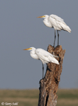Great Egret 14 - Ardea alba