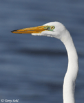 Great Egret 1 - Ardea alba