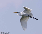 Great Egret 6 - Ardea alba