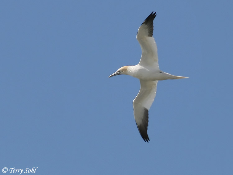 Northern Gannet - Morus bassanus