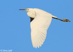 Snowy Egret 13 - Egretta thula
