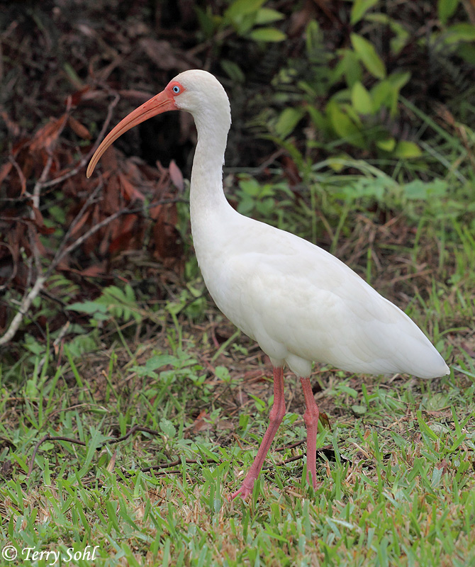 White Ibis - Eudocimus albus