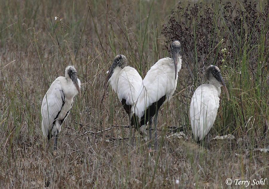 Wood Stork - Mycteria americana