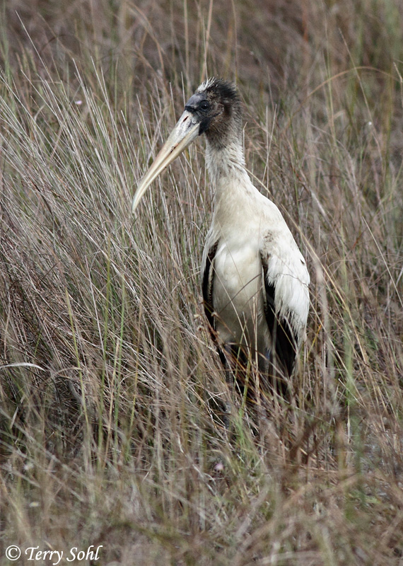 Wood Stork - Mycteria americana