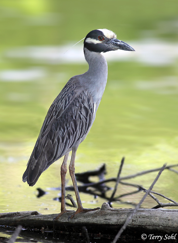 Yellow-crowned Night-heron - Nyctanassa violacea