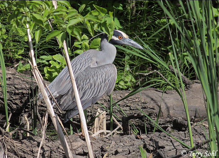 Yellow-crowned Night-heron - Nyctanassa violacea