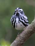 Black-and-white Warbler 10 - Mniotilta varia
