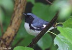 Black-throated Blue Warbler 1 - Setophaga caerulescens