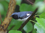 Black-throated Blue Warbler 4 - Setophaga caerulescens