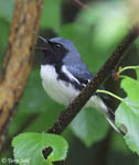 Black-throated Blue Warbler 5 - Setophaga caerulescens