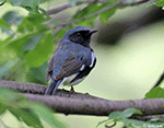 Black-throated Blue Warbler 7 - Setophaga caerulescens
