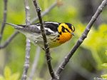 Blackburnian Warbler 6 - Setophaga fusca