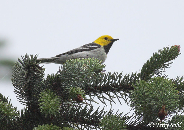 Hermit Warbler - Setophaga occidentalis