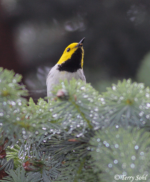 Hermit Warbler - Setophaga occidentalis