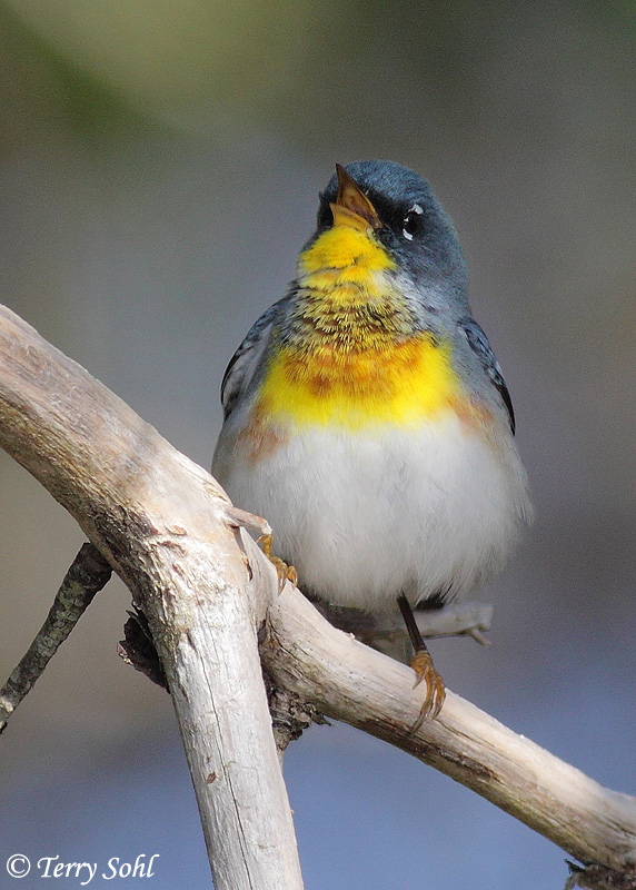 Northern Parula - Setophaga americana