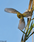 Pine Warbler - Setophaga pinus