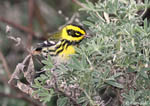 Townsend's Warbler - Setophaga townsendi