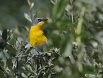 Yellow-breasted Chat 2 - Icteria virens