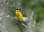 Yellow-breasted Chat 3 - Icteria virens