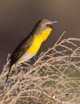 Yellow-breasted Chat 5 - Icteria virens