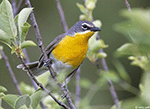 Yellow-breasted Chat 7 - Icteria virens