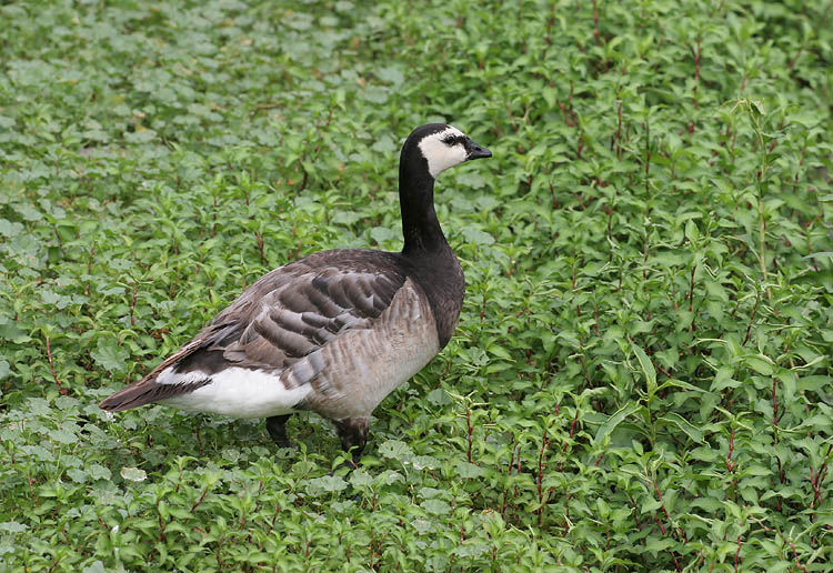 Barnacle Goose - Branta leucopsis