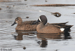 Blue-winged Teal 11 - Spatula discors
