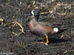 Blue-winged Teal 13 - Spatula discors