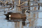 Blue-winged Teal 14 - Spatula discors