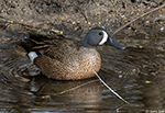 Blue-winged Teal 16 - Spatula discors