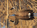 Blue-winged Teal 19 - Spatula discors