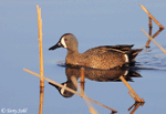 Blue-winged Teal 3 - Spatula discors