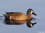 Blue-winged Teal 5 - Spatula discors