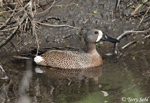 Blue-winged Teal 8 - Spatula discors