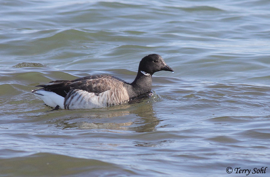 Brant - Branta barnicla