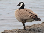 Cackling Goose 1 - Branta hutchinsii