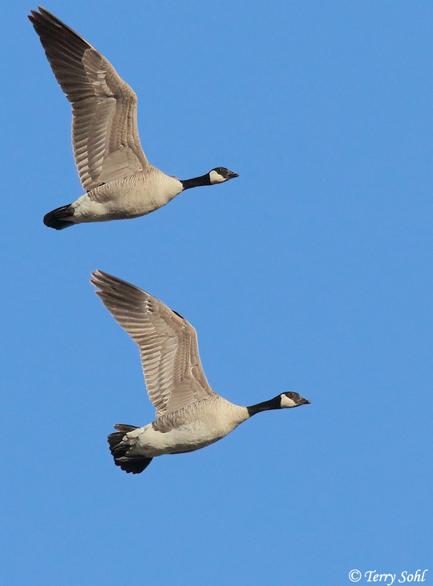 Cackling Goose -  Branta hutchinsii