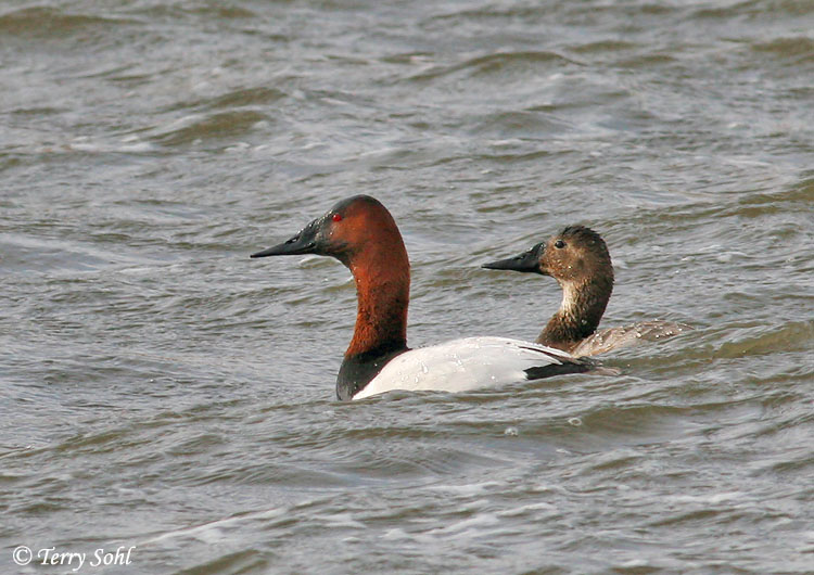 Canvasback - Aythya valisineria