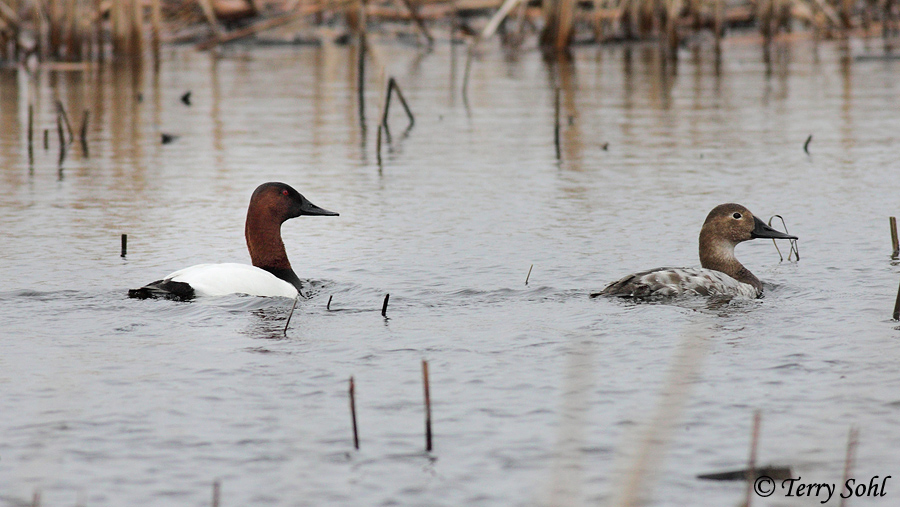 Canvasback - Aythya valisineria