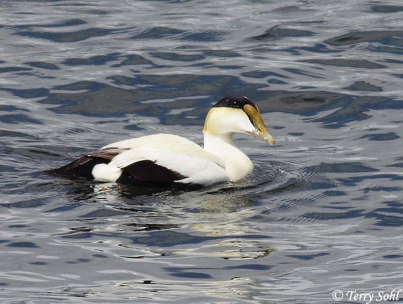 Common Eider - Somateria mollissima