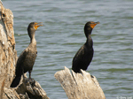 Double-crested Cormorant 2 - Phalacrocorax auritus