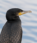 Great Cormorant 2 - Phalacrocorax carbo