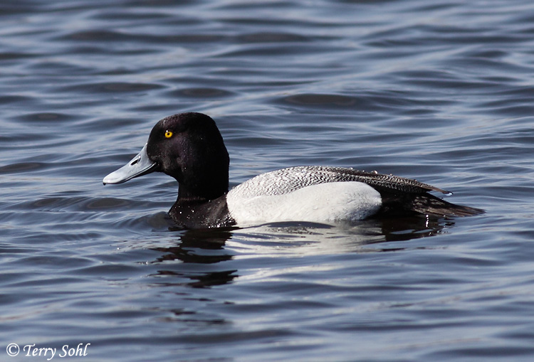 Greater Scaup - Aythya marila