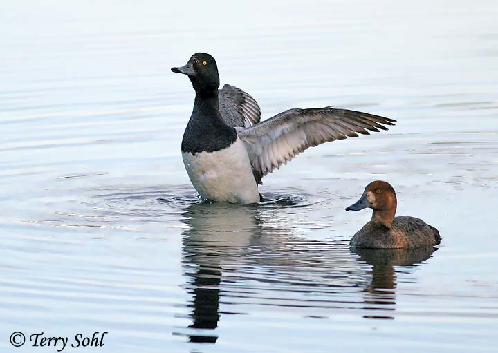 Greater Scaup - Aythya marila